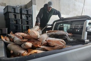 El mayor decomiso se produjo en los departamentos San Lorenzo y Rosario. Foto: Prensa Gobierno