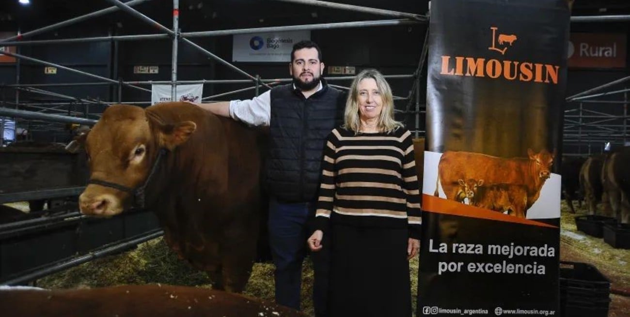 A los 60 años de su asociación, la raza Limousin apuesta a liderar el crecimiento de la producción de carne