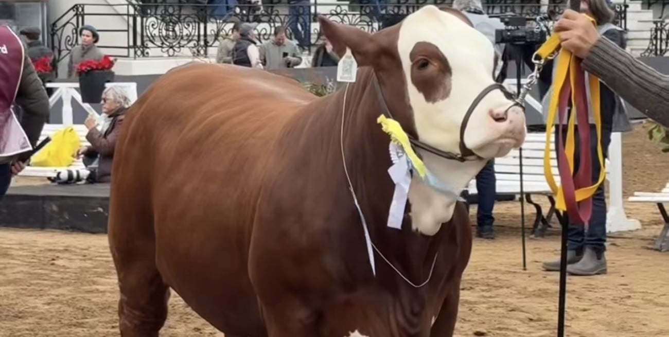 La genética santafesina brilló en Palermo: Estancia La Pelada cosechó importantes premios en Braford y Brahman