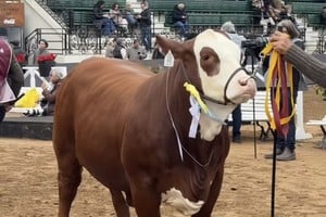 Marcaojo brilló en Palermo con destacados premios en Brahman y Braford