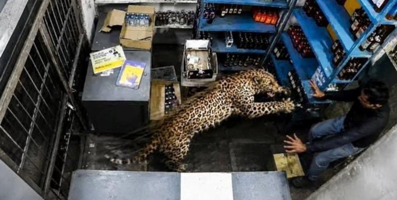 Un leopardo entró a una licorería en India y atacó a un empleado