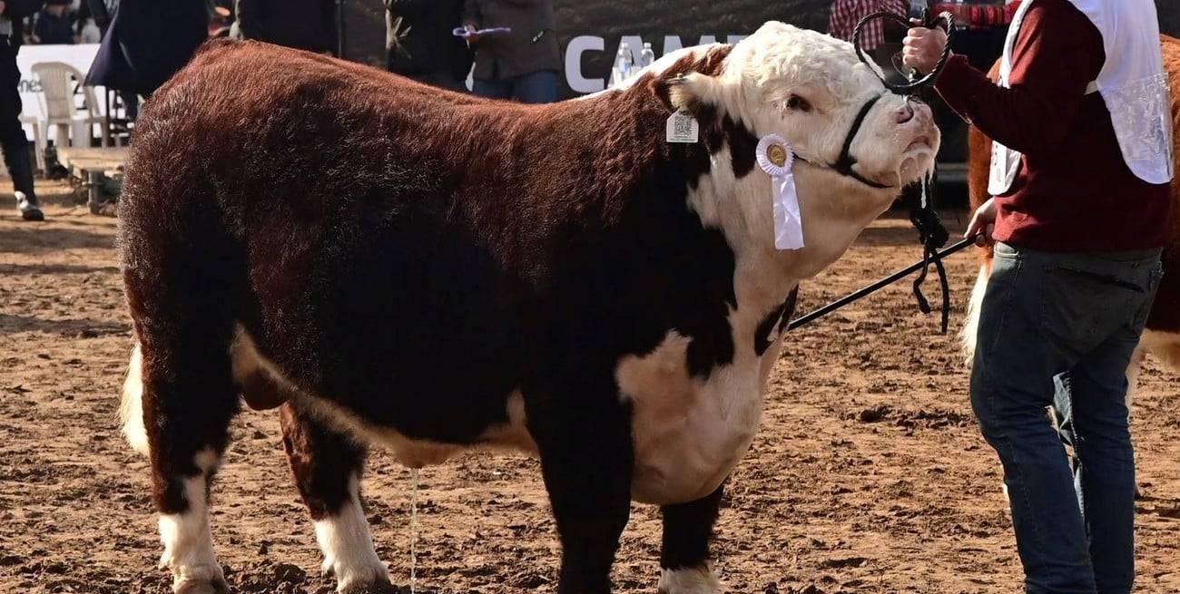 Nueva herramienta financiera para la ganadería: créditos a valor producto para mejorar los rodeos