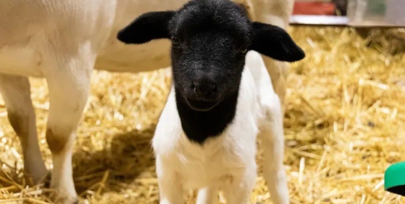 La Expo Rural sumó un nuevo nacimiento: llegó "Carlos", un cordero Dorper santafesino