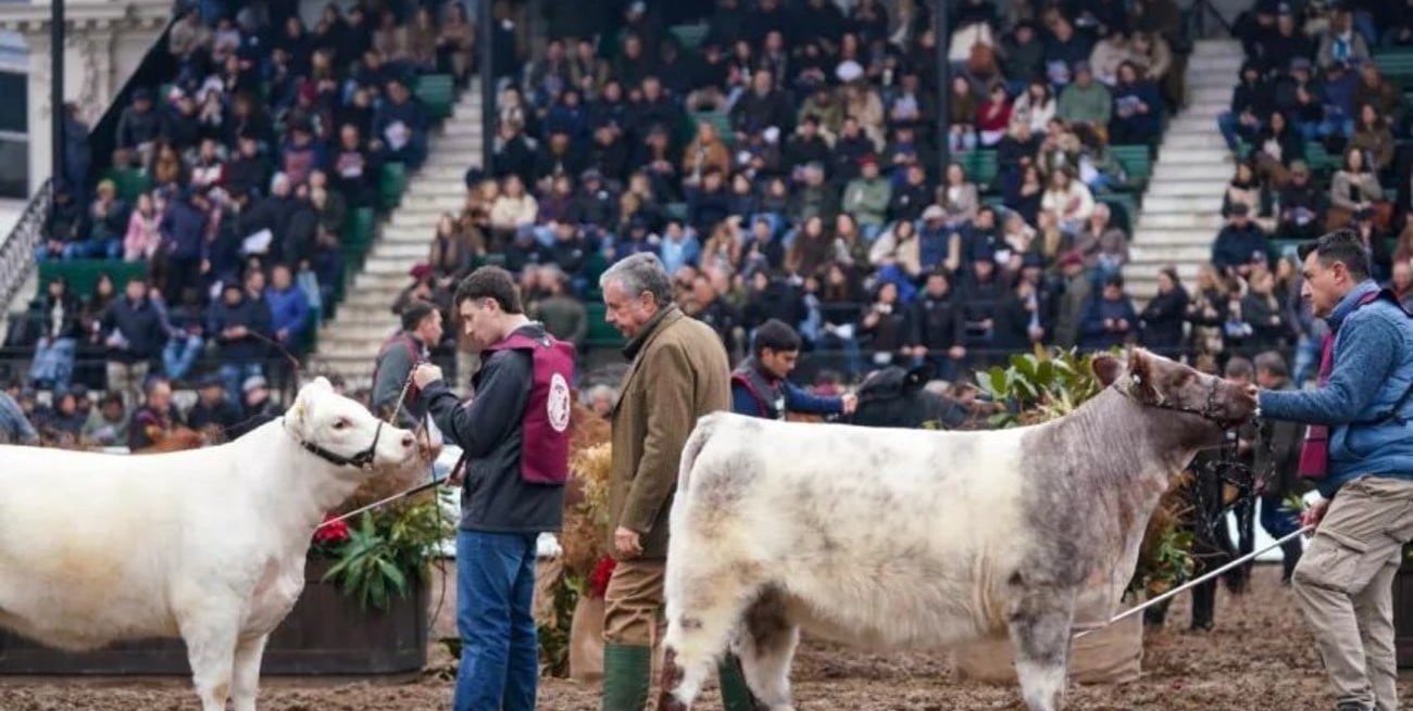 ¿Cómo se elige un Gran Campeón? Las claves detrás de la jura en Palermo