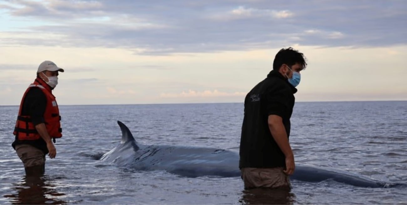 Murió una ballena que intentaron rescatar tras quedar varada en San Isidro