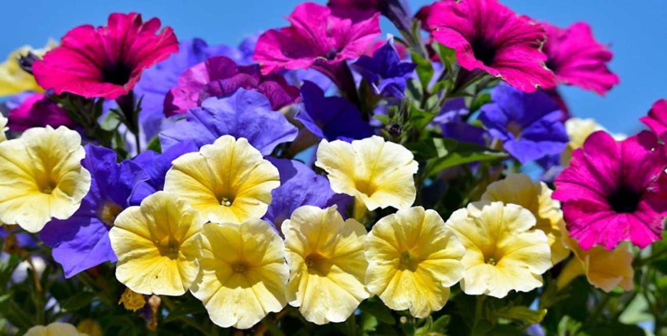 Qué plantar ahora para que el patio explote de flores en primavera