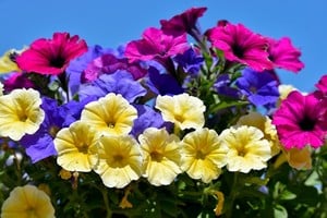 Las petunias ofrecen una floración abundante con pocos cuidados.