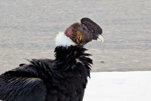 Los detalles de una de las aves más bellas que habitan el país.