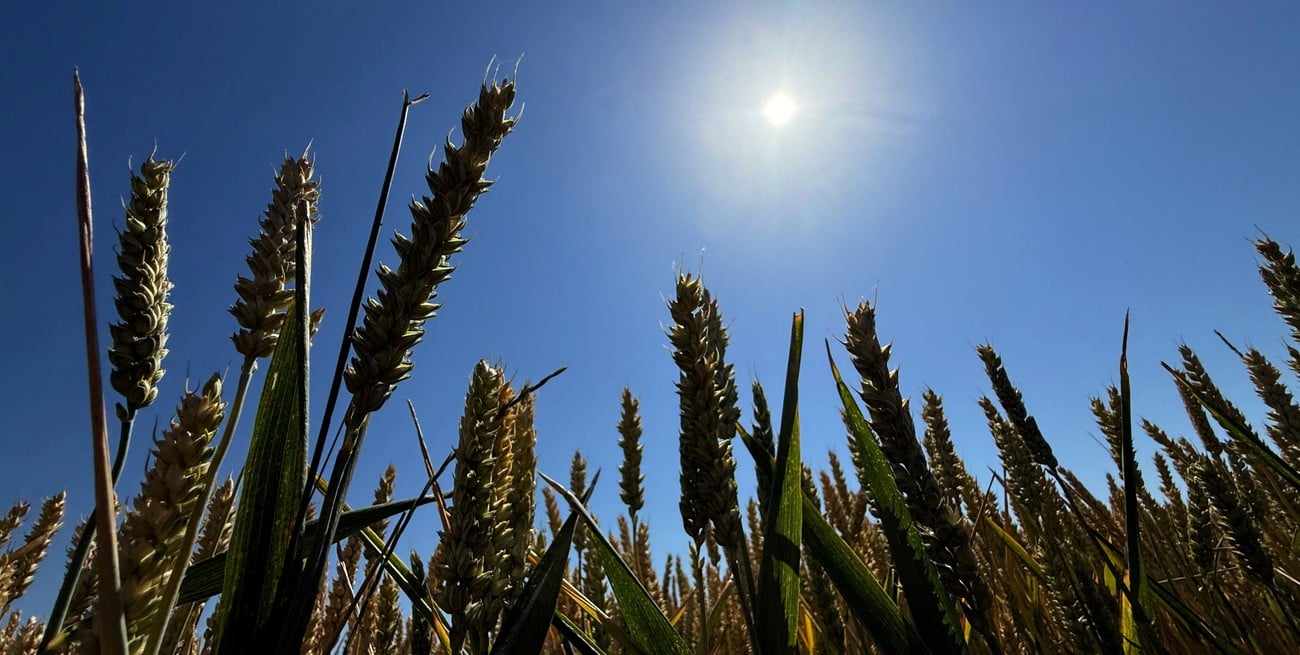 FERTILIZAR llegará al Congreso Aapresid con una agenda centrada en la salud del suelo y la nutrición de cultivos