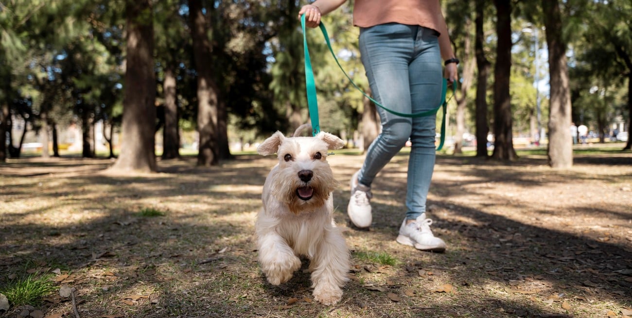 Qué tener en cuenta al pasear a tu perro: recomendaciones y cuidados