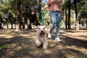 Un paseo seguro mejora la salud física y emocional de los perros.