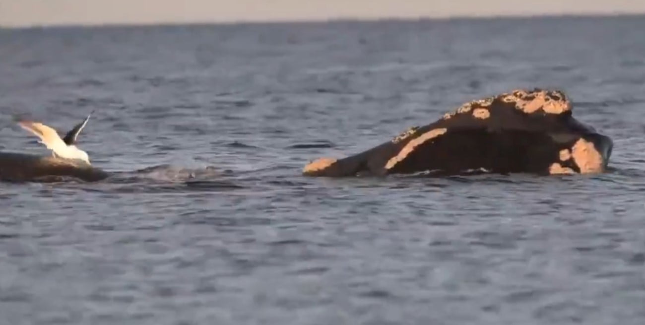 Luna llena y ballenas: cientos de personas vivieron un avistamiento nocturno único en una playa de Chubut