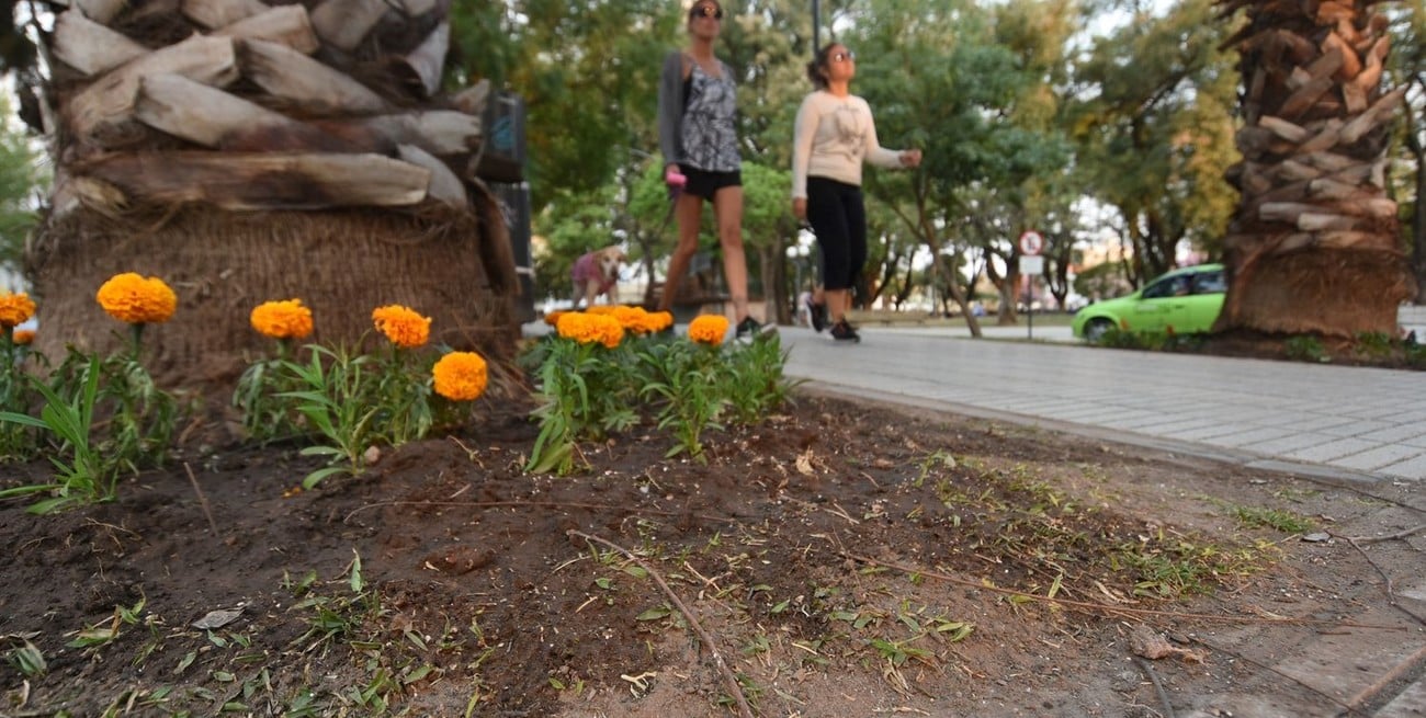 Llega una "explosión floral": proyectan comprar 30 mil plantines para paseos públicos de Santa Fe