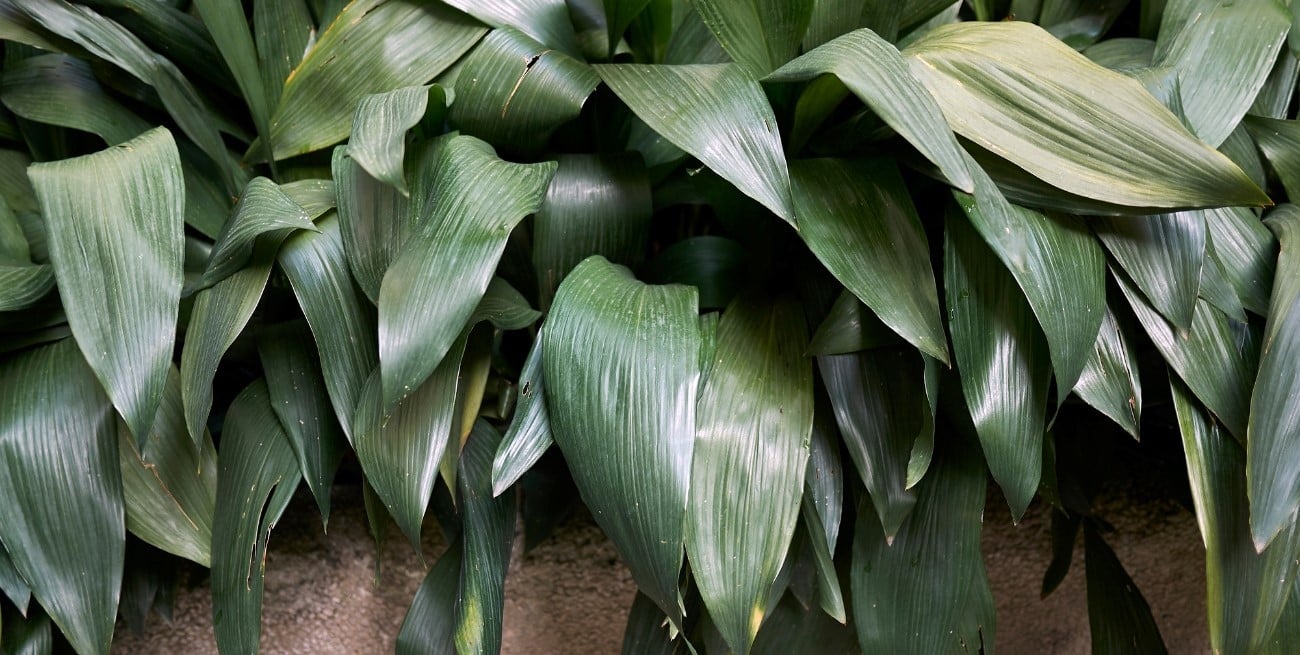 Aspidistra: la planta resistente ideal para interiores con poca luz y poco riego
