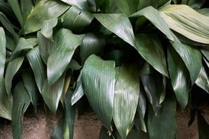 La aspidistra se adapta a rincones donde otras especies no logran crecer.