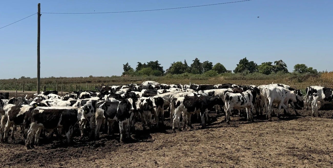 El Holando busca ganar terreno en el negocio de la carne con una jornada técnica en Humboldt