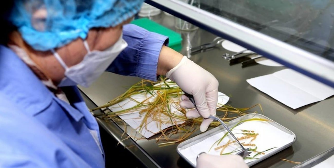 China logró la primera cosecha de arroz de "semilla espacial"