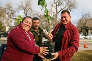 La distribución de árboles frutales forma parte de una política forestal más amplia