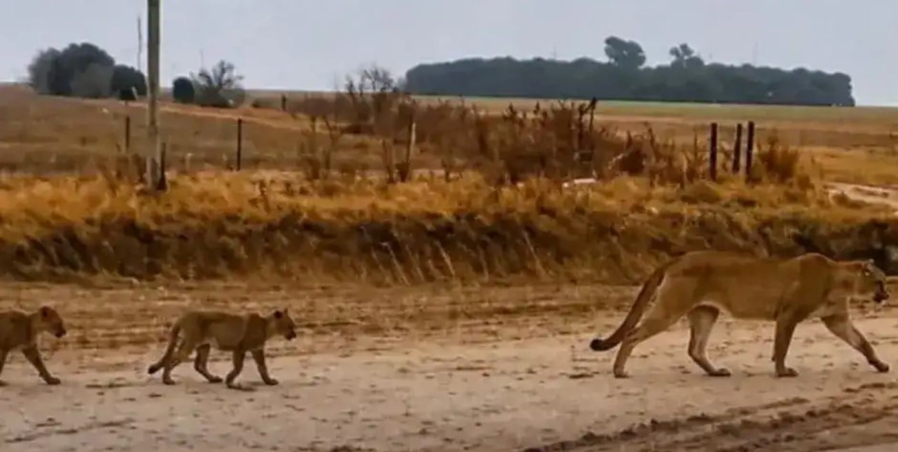 Lograron fotografiar a un puma y su familia en el sur de Santa Fe