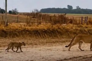 La puma fue fotografiada junto a sus dos crías mientras cruzaba un camino rural entre Miguel Torres y Chovet.