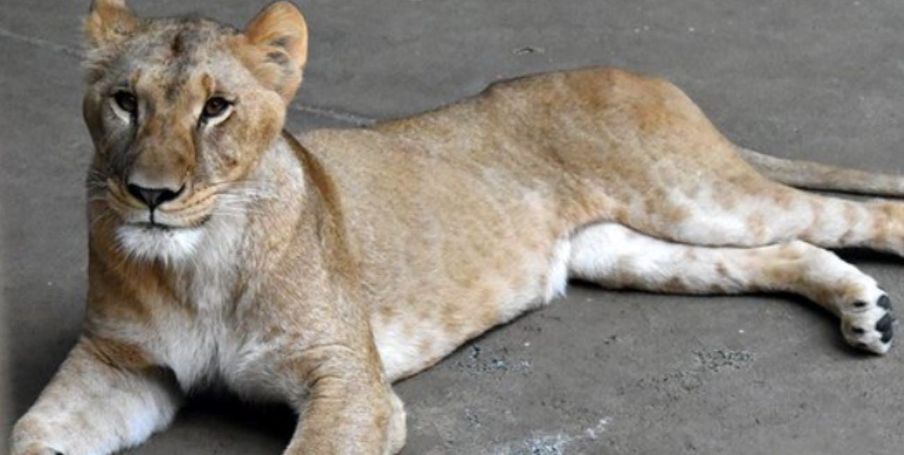 El calor en la mira: murieron tres leonas en el zoológico de Tokio