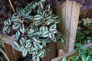 Estas variedades aportan frescura y estilo a los espacios interiores.