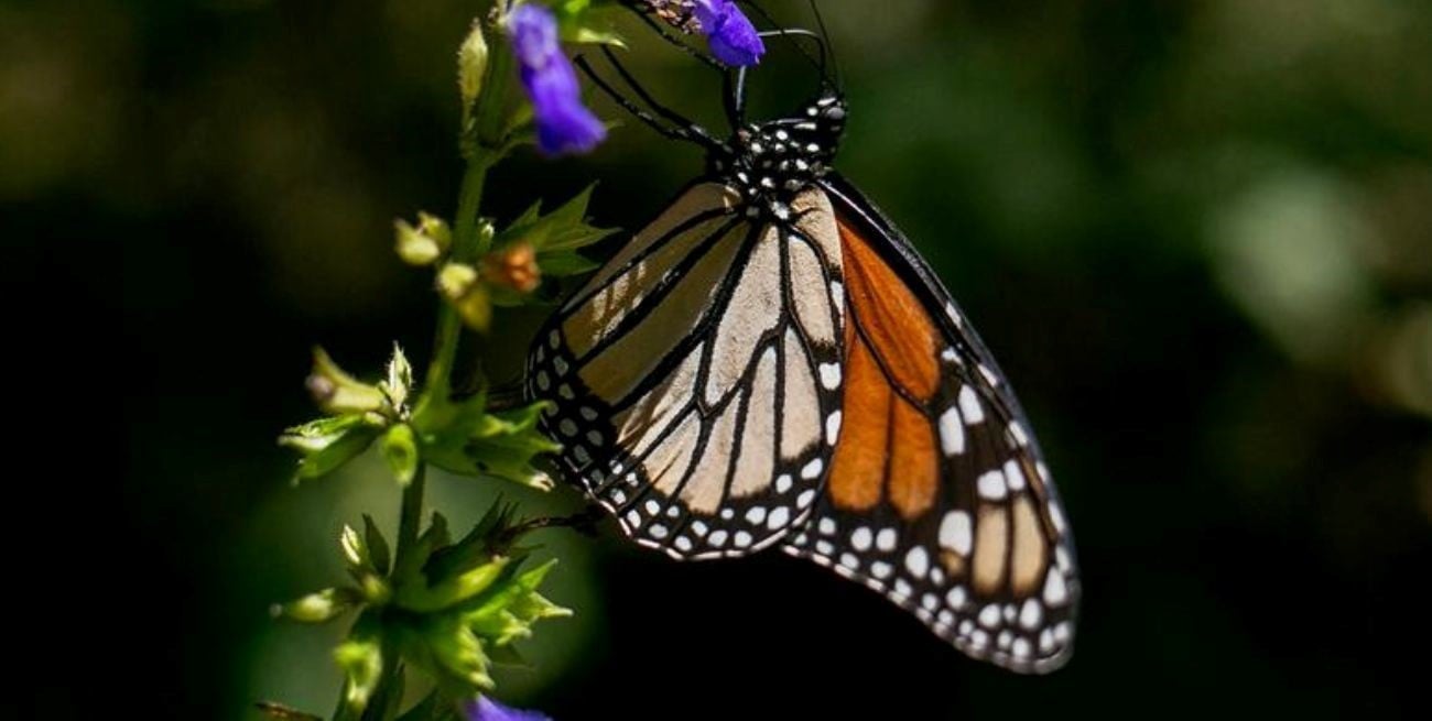 El 80 % de las especies de mariposas se está mudando