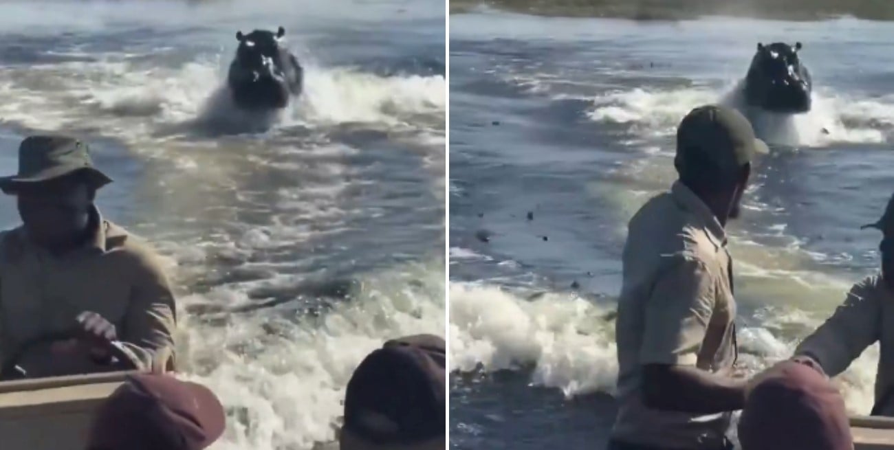 Un hipopótamo persiguió una lancha con turistas en Botswana y el momento quedó grabado en video