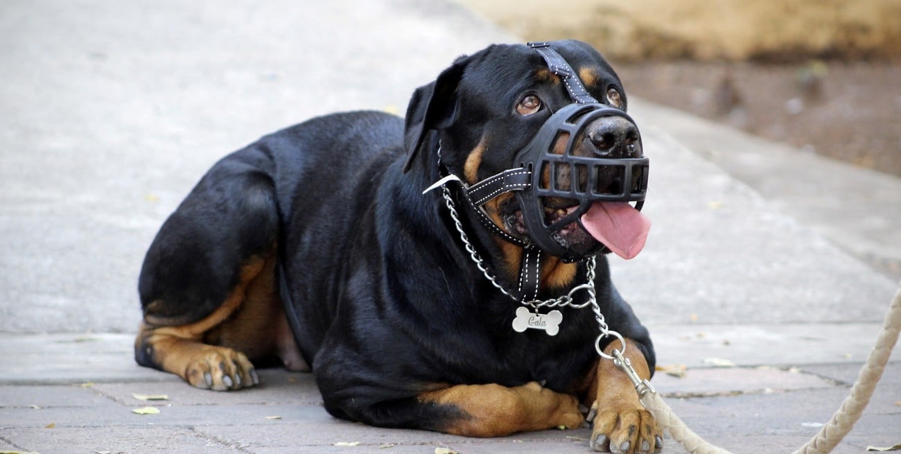 Perros potencialmente peligrosos en Santa Fe: qué exige la ley, qué debe hacer el dueño y cómo actuar ante un ataque