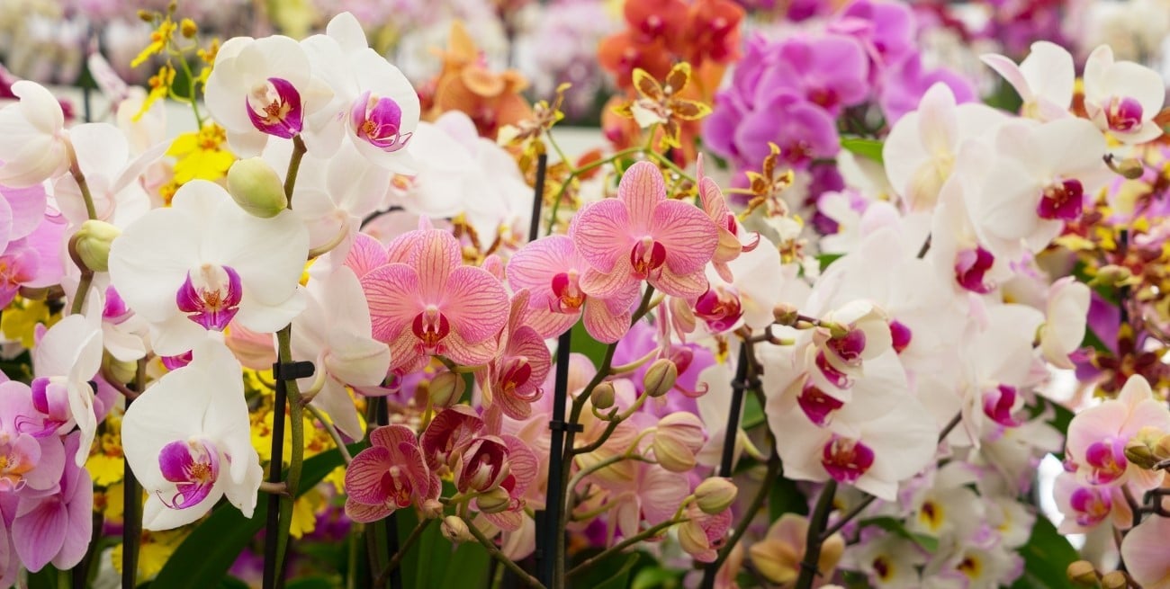 Cómo cuidar las orquídeas para que sus flores duren más tiempo