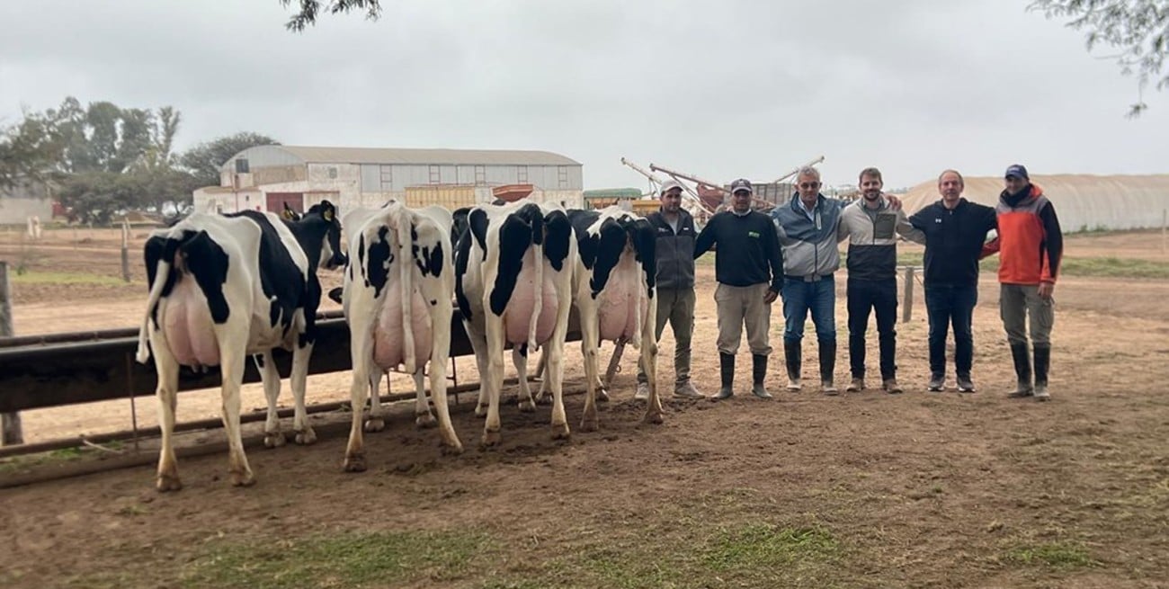 Más de 20 tambos participan de la mayor jura a campo de Holando Argentino del país