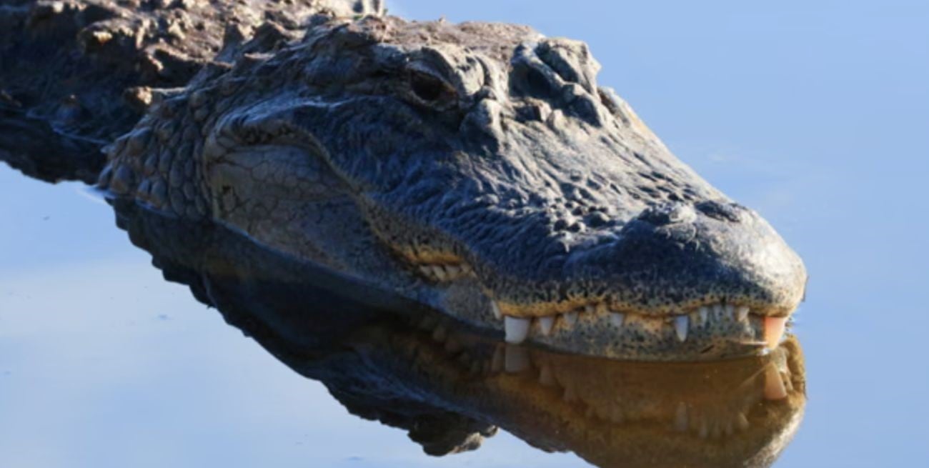 Florida: un practicante de paddleboard rescató a una mujer del ataque de un caimán