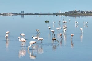 Flamencos. Es muy rica la biodiversidad de distintas especies acuáticas. Foto: Fernando Nicola