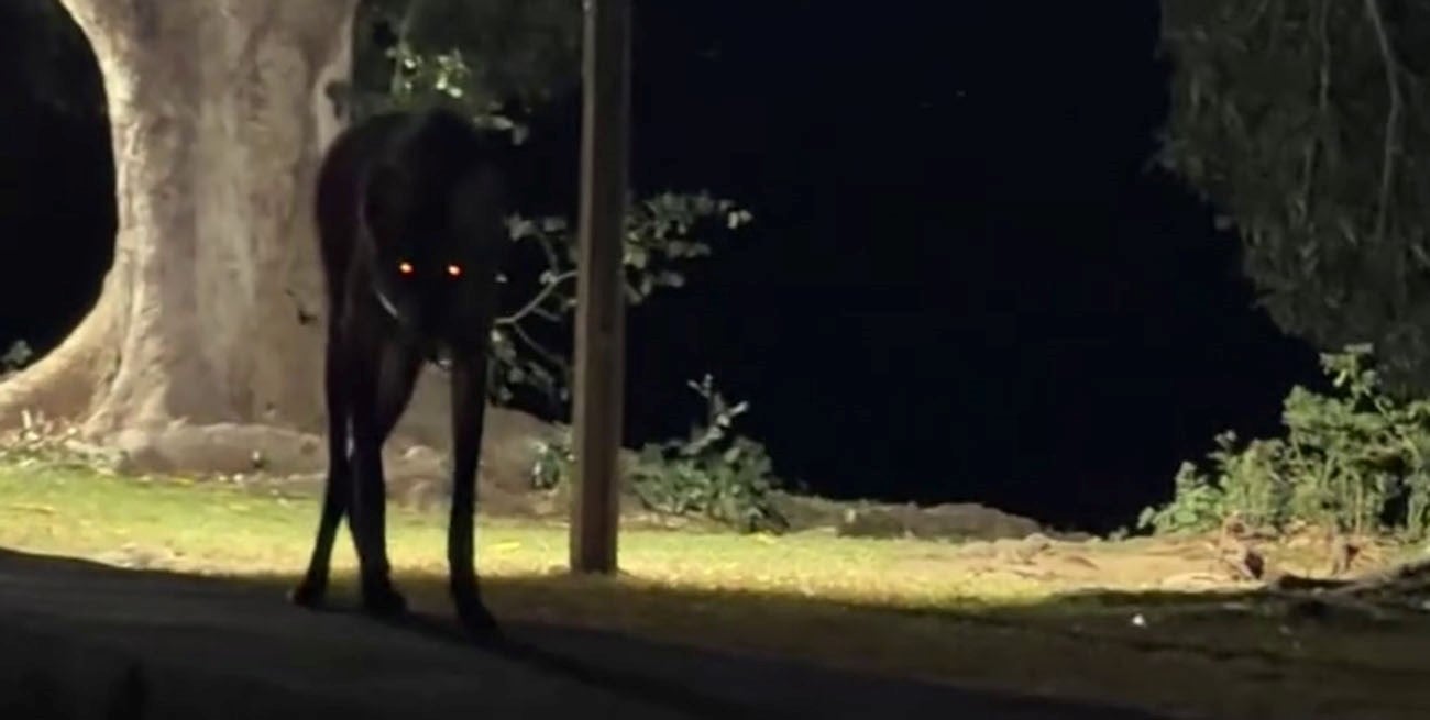 Un aguará guazú se hizo viral en Brasil al sorprender a una documentarista: "¿Mi Dios, que hago?"