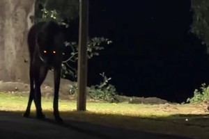 El mamífero en la noche brasileña.