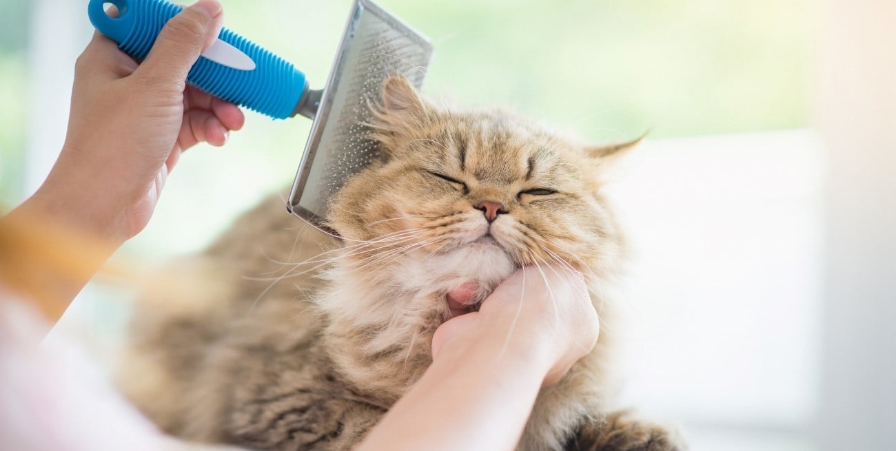 El cepillo que recomiendan para reducir el pelo de perros y gatos en casa