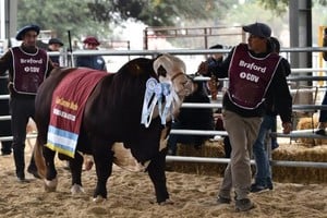 Con más de 150 expositores y más de 300 reproductores, la exposición reafirma su lugar dentro del calendario productivo santafesino y suma, además, el reconocimiento de la Asociación Braford Argentina.