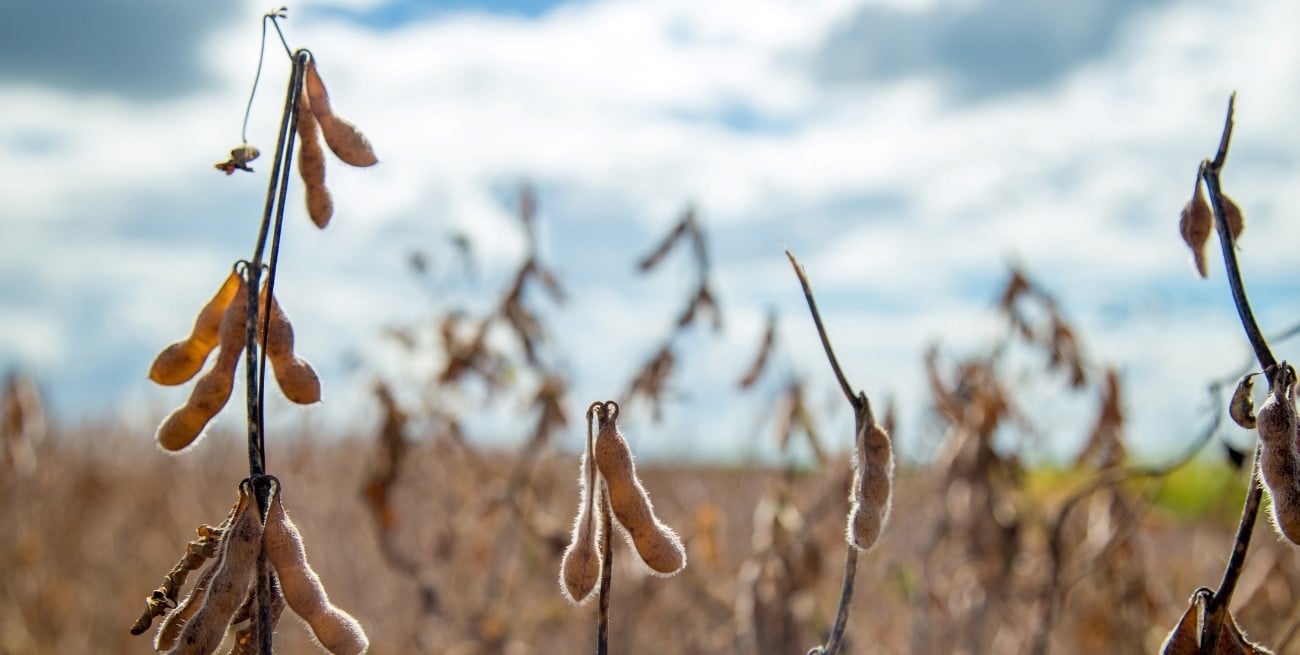 El agro aportaría US$4.613 millones en retenciones durante 2026, según la Bolsa de Comercio de Rosario