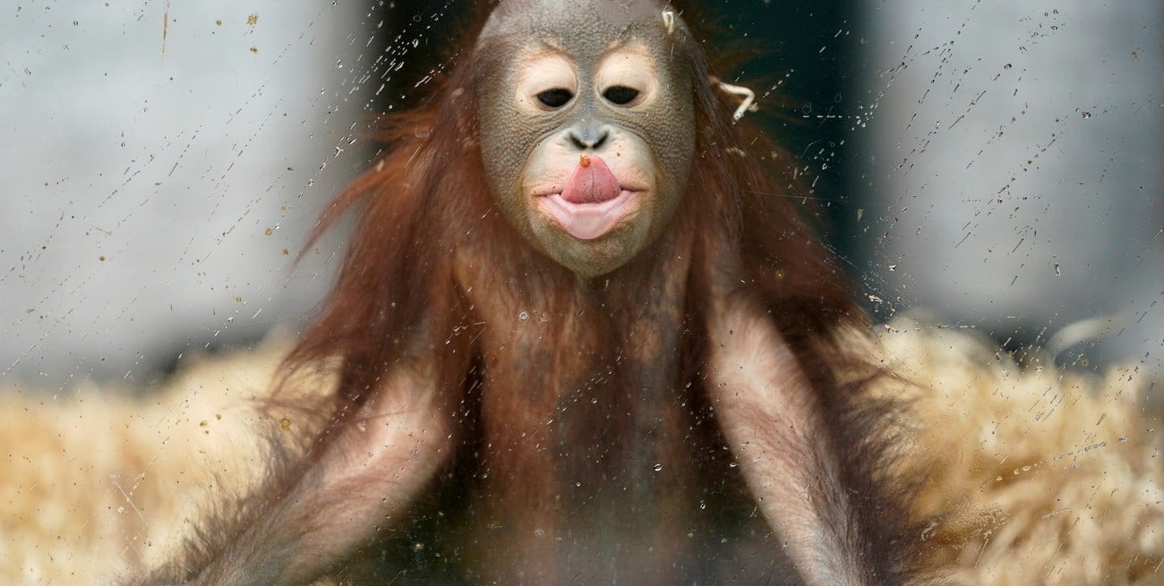 Por qué este 19 de agosto se celebra el Día Mundial del Orangután