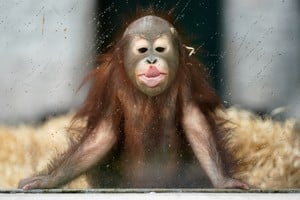 Ole, un joven orangután, juega en su recinto del zoológico en un día lluvioso en Kaliningrado, Rusia. REUTERS/Vitaly Nevar