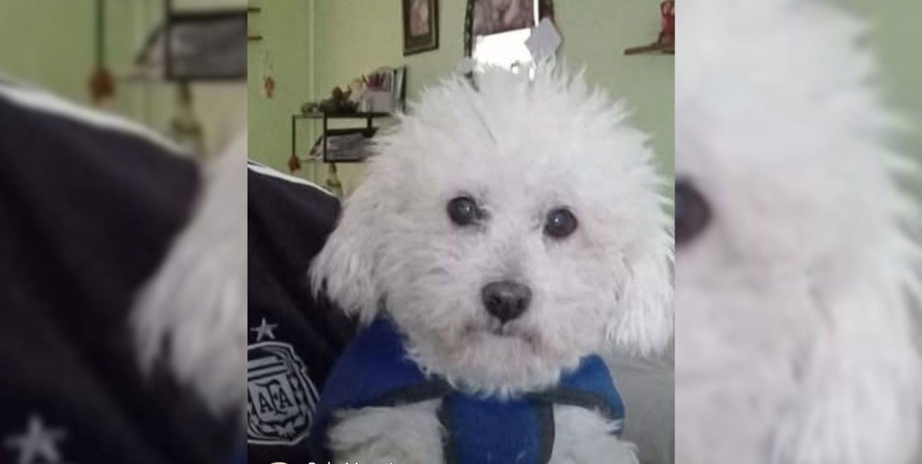 Policías y vecinos recuperan un caniche que había sido robado a un adulto mayor en barrio El Pozo