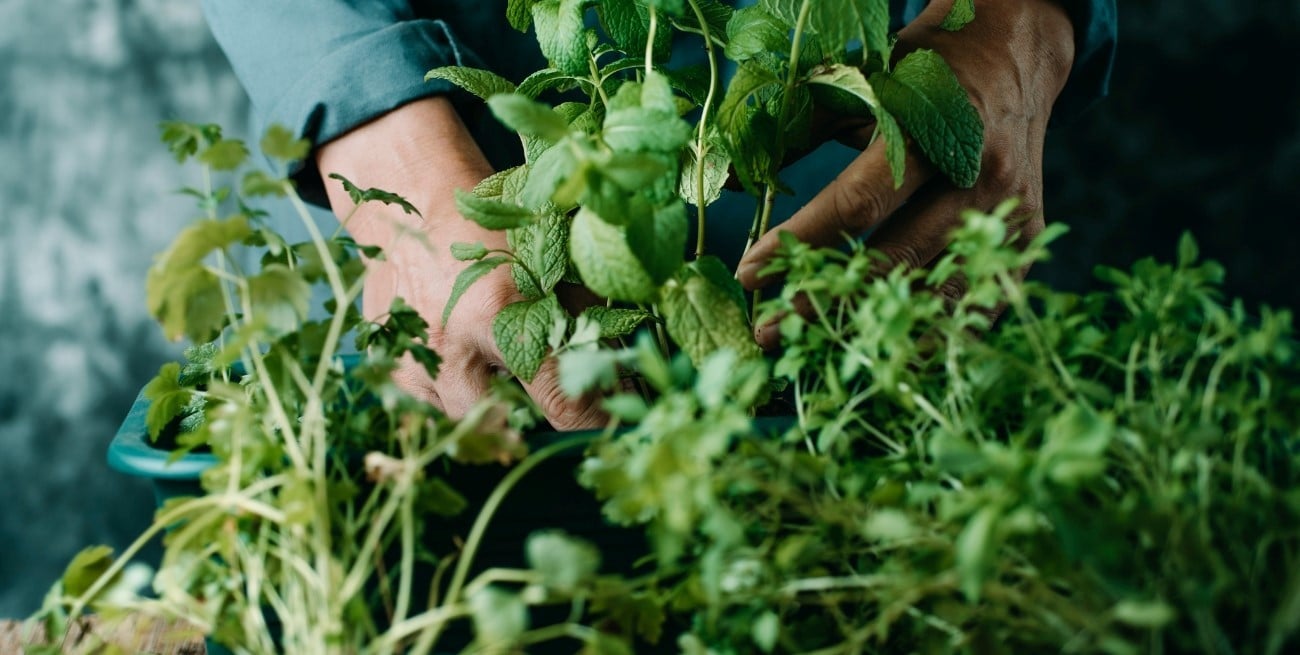 Las hierbas aromáticas que podés cultivar sin sol directo