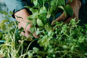 Las hierbas aromáticas pueden cultivarse en macetas dentro del hogar.