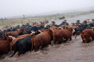 El sector ganadero charrúa en alerta.