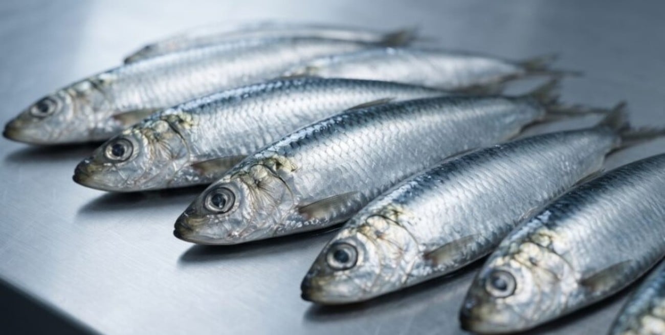 Habilitaron la pesca de sardina fueguina de forma experimental en Santa Cruz y Tierra del Fuego