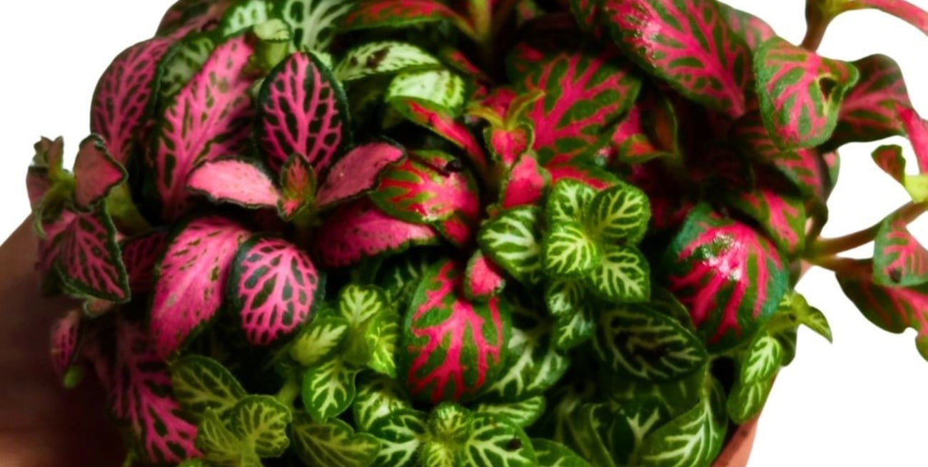 Fitonia la planta que aporta belleza y beneficios al hogar