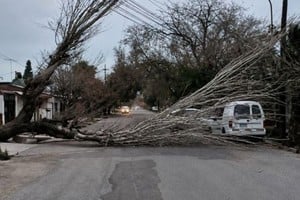 Árboles caídos por los fuertes vientos 