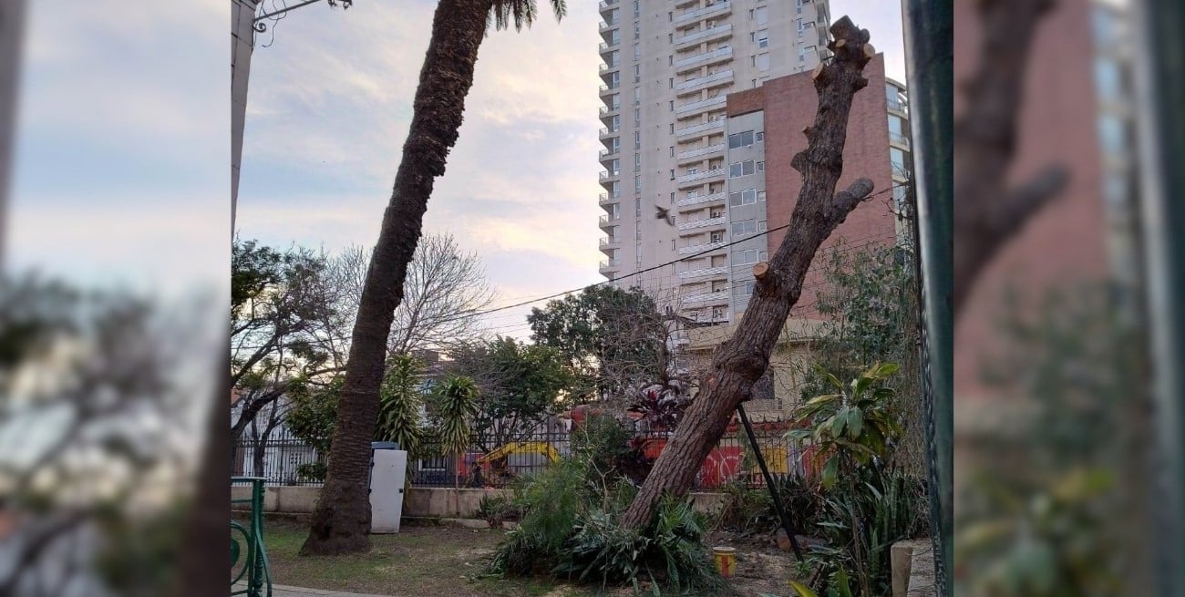 La muerte de un retoño del pino de San Lorenzo en nuestra ciudad