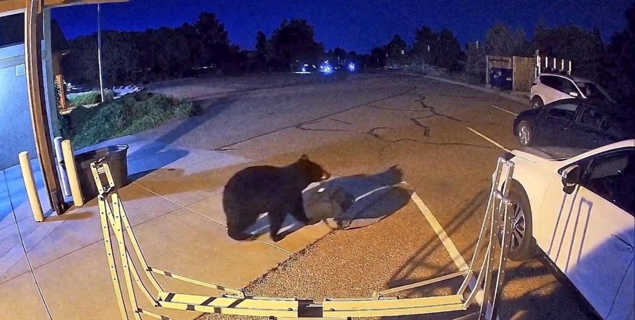 Invasión de osos en el oeste de EE.UU.: la sequía récord impulsa una crisis sin precedentes en zonas urbanas