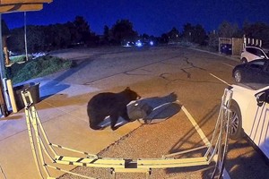 Un oso sale cargando un objeto tras haber entrado en una estación de bomberos en Colorado Springs. REUTERS.
